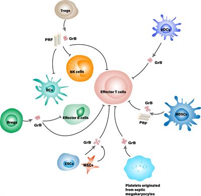 Frontiers | Interaction Networks Converging On Immunosuppressive Roles ...